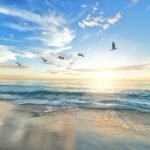 beach, birds, sea